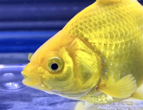 金魚入門品種|初心者にオススメの飼いやすい金魚の種類、4選！ –